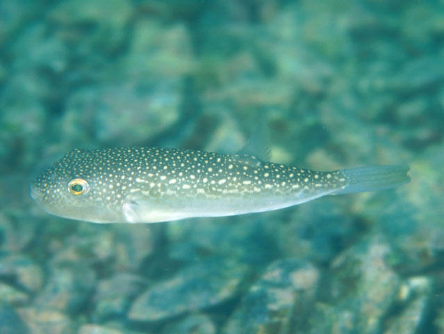 Takifugu vermicularis